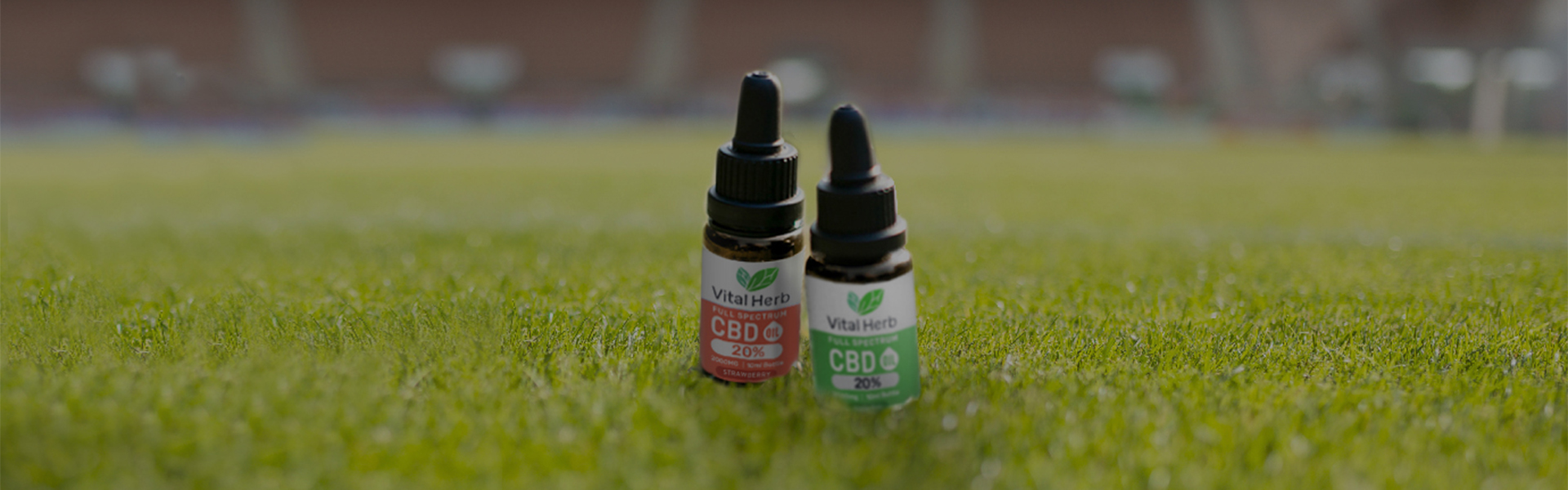 <h3>The One-Stop Shop For<br>
<strong>All Things CBD</strong></h3>