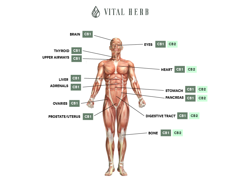 Diagram of the CB Receptors in the Human Body