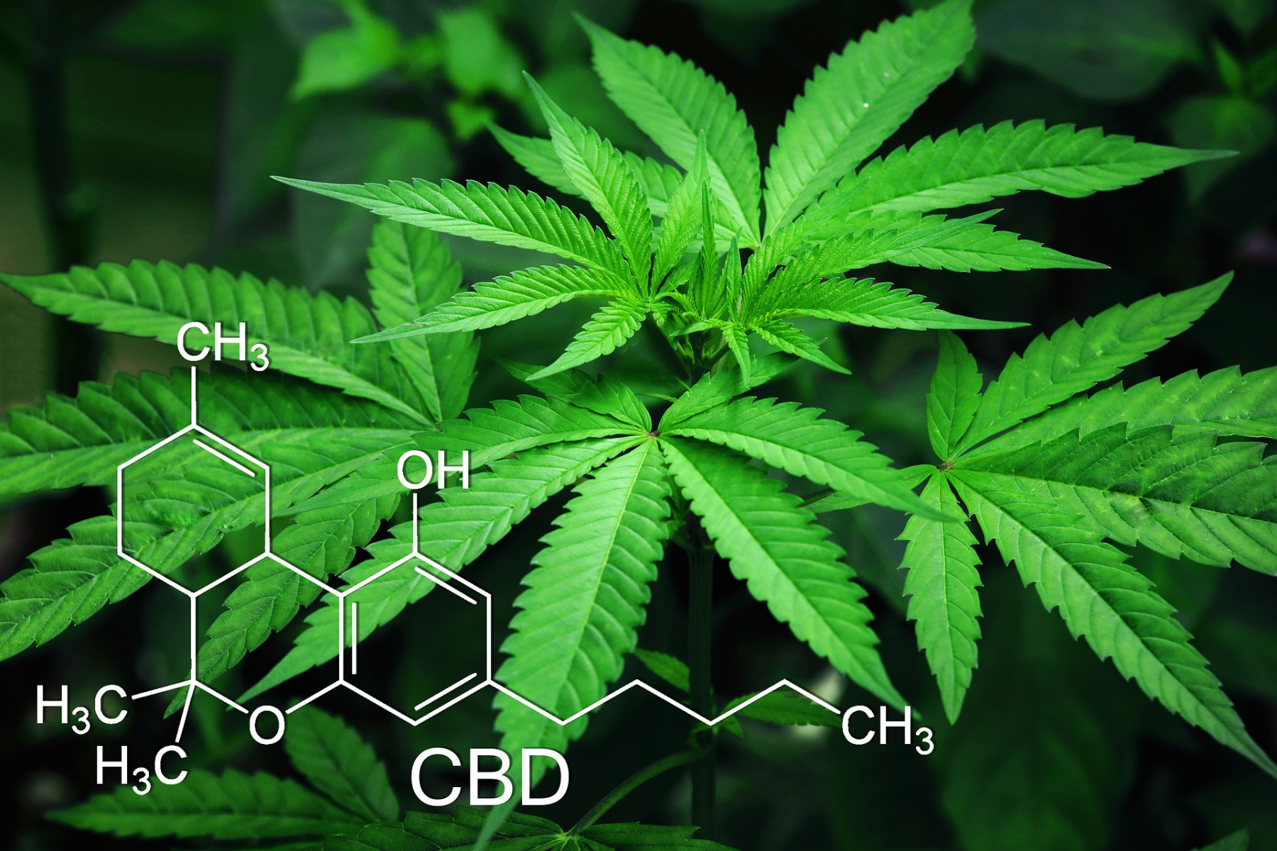 Molecular Composition of CBD