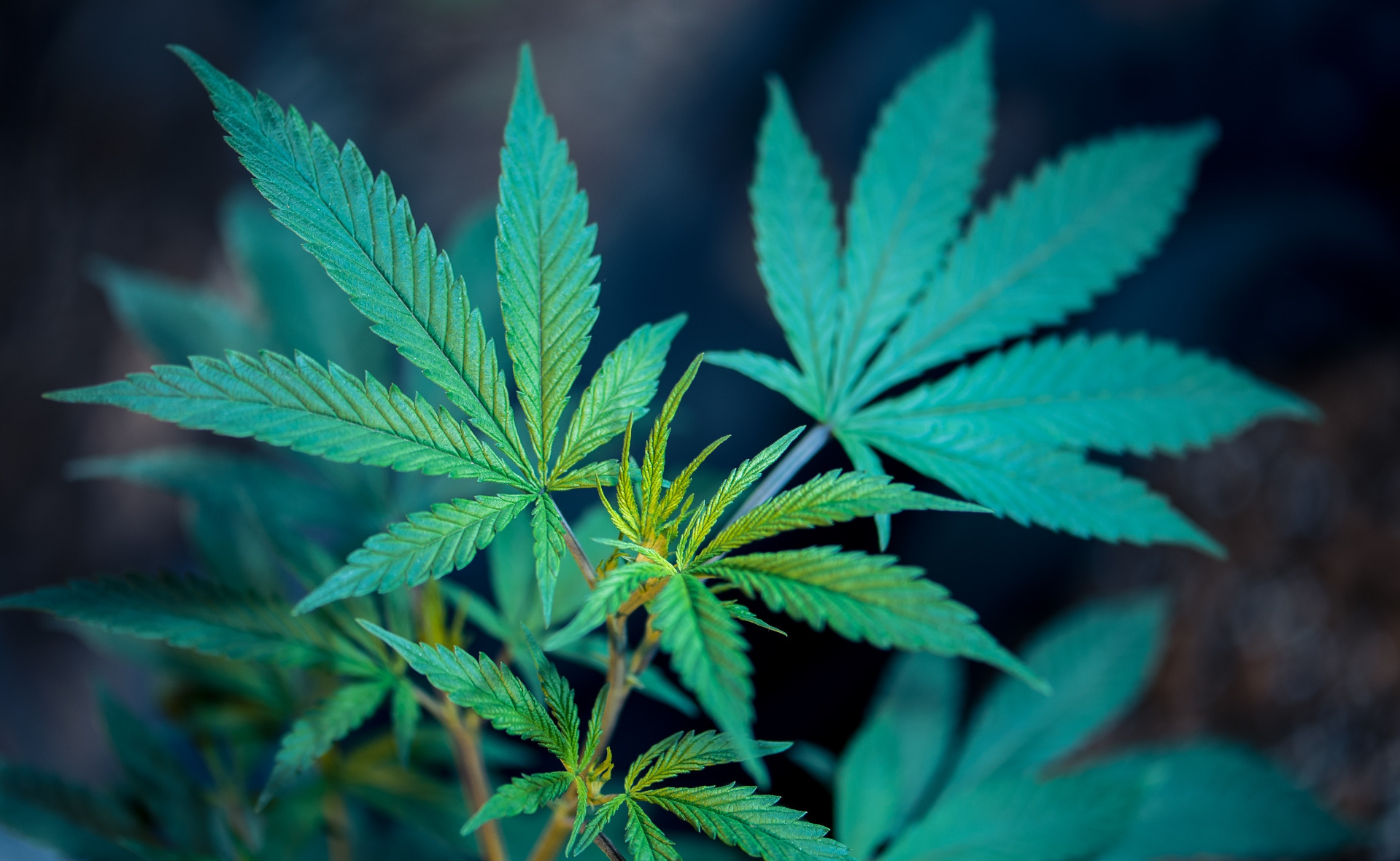 A Natural Cannabis Plant